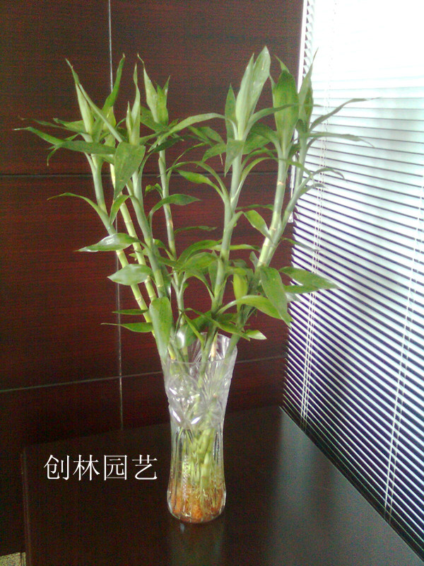 水养竹子
